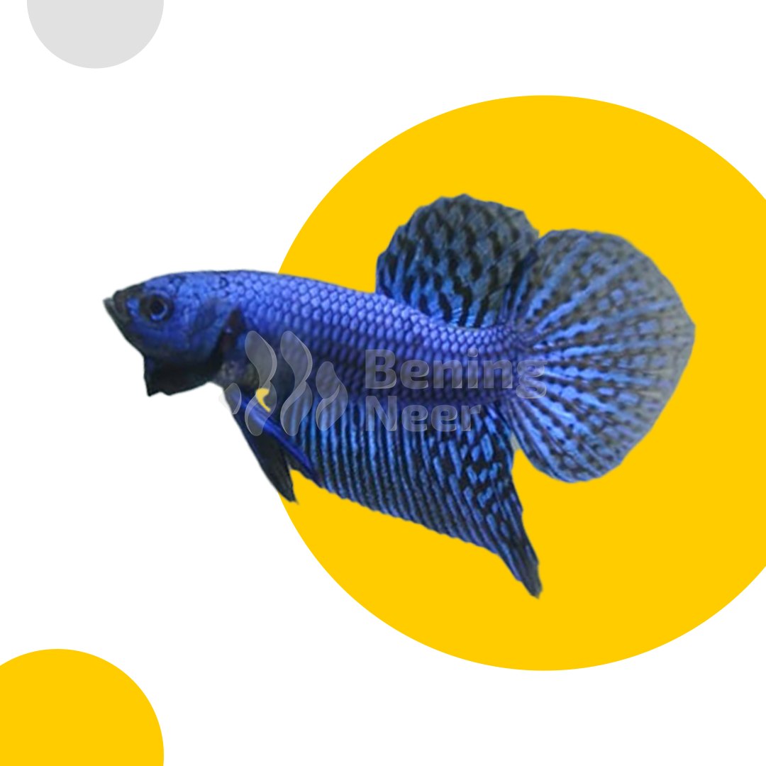 Alien Blue