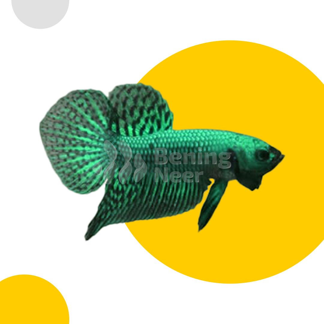 Alien Green